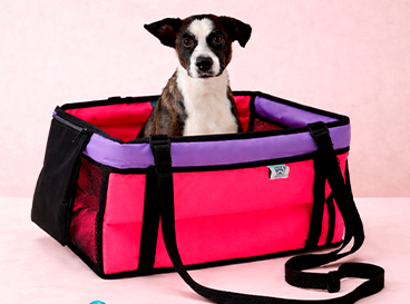 Cachorro em bolsa de transporte colorida